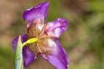 Propeller flower